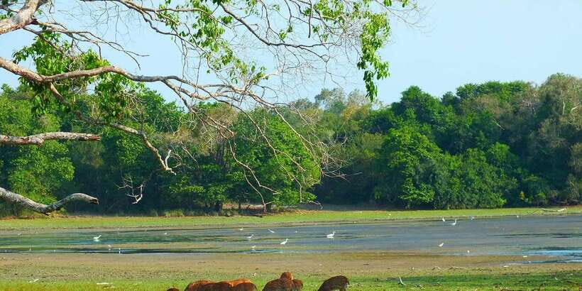 Yala National Park: ALL INCLUSIVE PRIVATE Safari Tour - Frequently Asked Questions