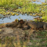 Yala National Park - All Inclusive Safari Day Tour - The Practicalities: What’s Included and What’s Not
