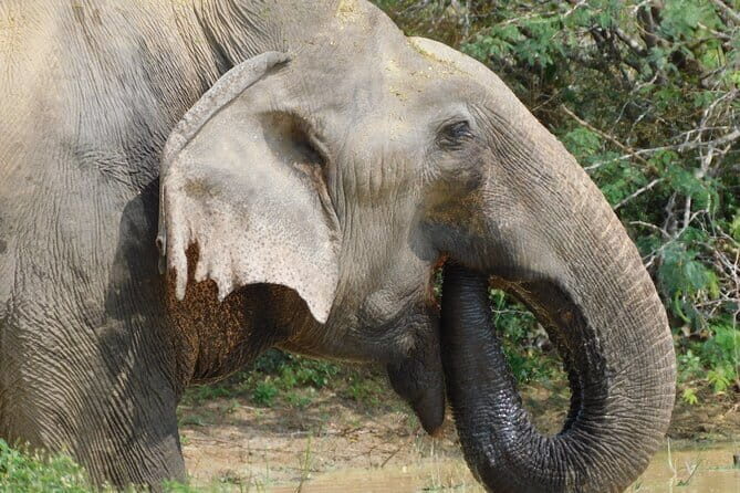 Yala National Park (block 5 & 6) Safari PRIVATE Tours - Final Thoughts: Is This Tour Right for You?