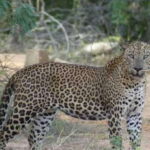Yala National Park Budget Safari - Final Thoughts: Is It Worth It?