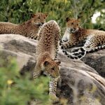 Yala National Park Entrance Ticket with Private Safari - Practical Tips for Your Yala Safari