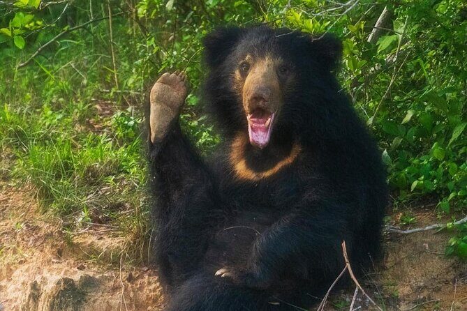 Yala National Park - Full Day Safari (04:30 am - 06:00 pm) - Frequently Asked Questions