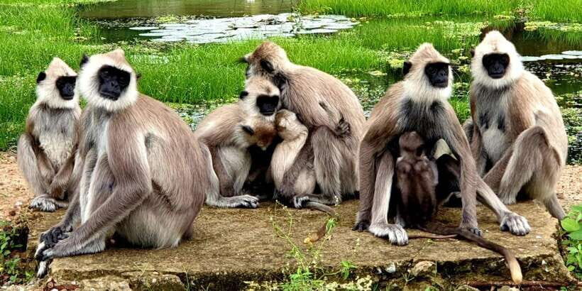 Yala National Park : Full Day Safari (04:30 am - 18:00 pm) - Choosing the Right Safari for You