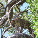 Yala National Park Full Day Safari - The Value of This Safari