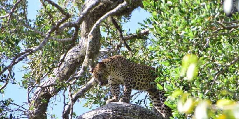 Yala National Park Full Day Safari - The Value of This Safari