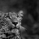 Yala National Park Guided Safaris - Final Thoughts: Is This Tour Worth It?