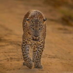 Yala National Park: Half Day or Full Day Leopard Safari Tour - Who Should Consider This Tour?