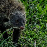 Yala National Park : Half Day or Full Day Safari Tours - A Deep Dive into the Yala Safari Experience