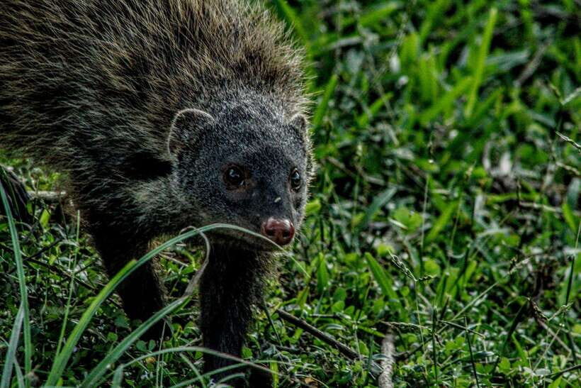 Yala National Park : Half Day or Full Day Safari Tours