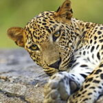YALA National Park - HALF DAY or FULL DAY TOUR - Who Will Love This Safari?