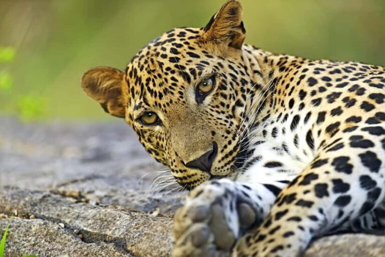 YALA National Park - HALF DAY or FULL DAY TOUR - Who Will Love This Safari?