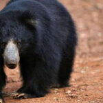 Yala National Park: Half Day Safari from Hambantota Harbor - What Makes Yala Special?