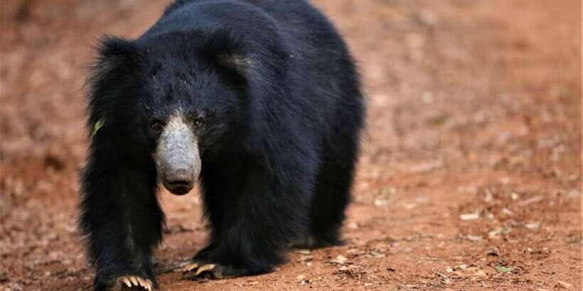 Yala National Park: Half Day Safari from Hambantota Harbor - What Makes Yala Special?