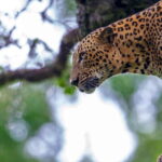 Yala National Park Half or Full-Day Safari - A Closer Look at the Experience