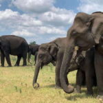Yala National Park Jeep Safari: Leopards, Elephants & Wild - Detailed Breakdown of the Itinerary