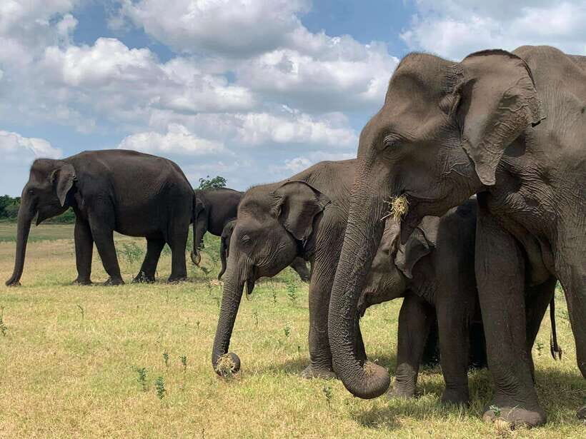 Yala National Park Jeep Safari: Leopards, Elephants & Wild - Detailed Breakdown of the Itinerary