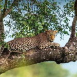 Yala National Park: Leopard Safari Day Tour from Colombo - The Value Proposition