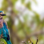 Yala National Park: Leopard Safari Full day tour with Lunch - Exploring Yala National Park: A Deep Dive