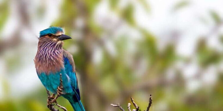 Yala National Park: Leopard Safari Full day tour with Lunch - Exploring Yala National Park: A Deep Dive