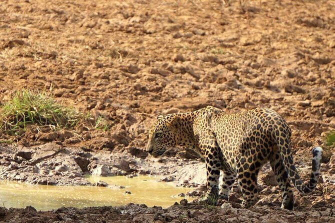 Yala National Park Leopard Safari - HALF DAY/FULL DAY TOUR - Who Should Consider This Tour?