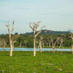 Yala National Park: Leopard Safari Half/Full-Day Safari - Key Points