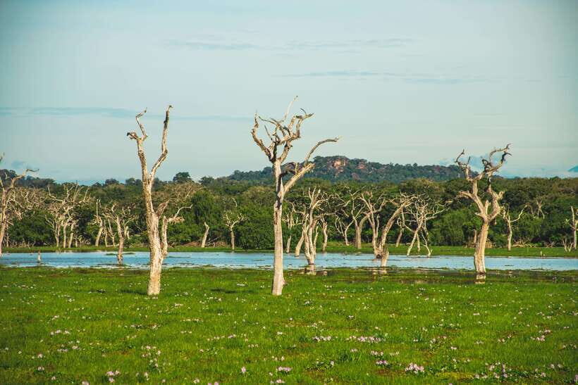 Yala National Park: Leopard Safari Half/Full-Day Safari - Key Points