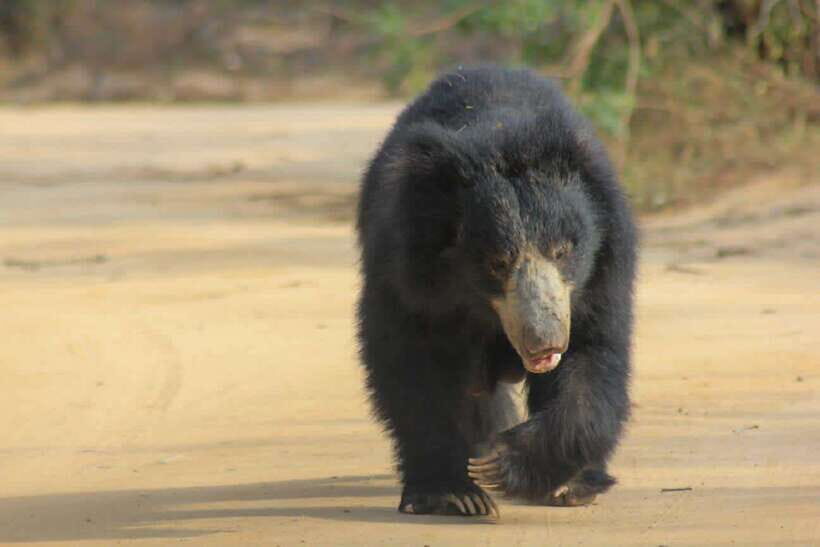 Yala National Park: Morning Half day Safari Tour - Who Will Love This Tour?