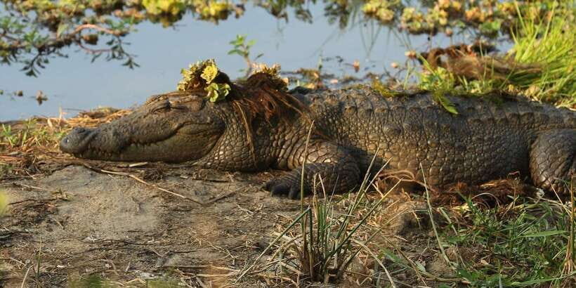 Yala National Park -Morning or Afternoon Leopard Safari Tour - Exploring Yala: What to Expect During Your Safari