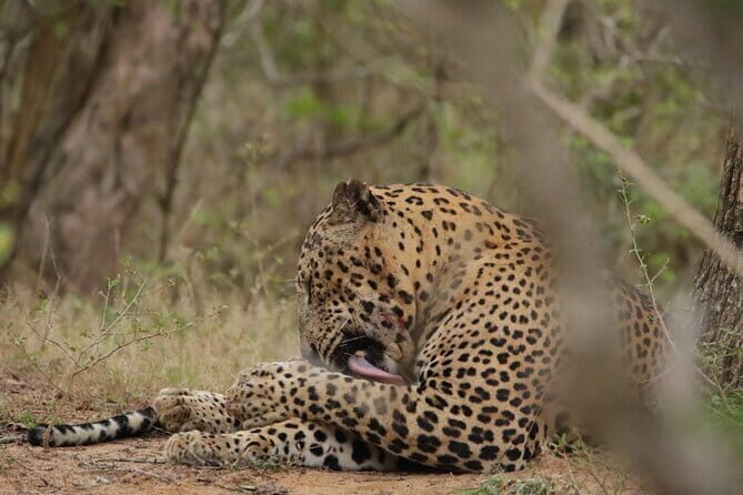 Yala National Park Morning or Afternoon Leopard Safari - FAQ
