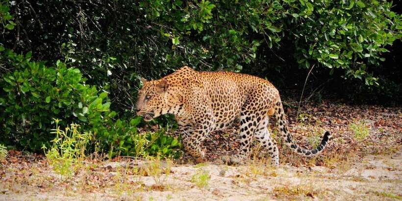 Yala National Park : Morning or Afternoon Safari ( 5 h ) - Introduction: A Closer Look at Yala Safari