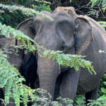 Yala National Park: Morning or Afternoon Safari Tour (5 h) - Who Should Consider This Tour?