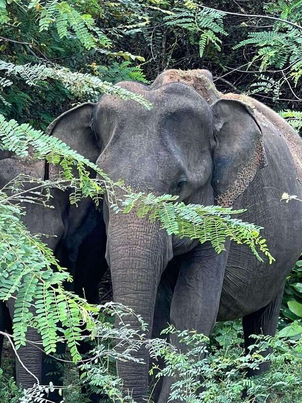 Yala National Park: Morning or Afternoon Safari Tour (5 h) - Who Should Consider This Tour?