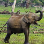 Yala National Park Private Jeep Safari From Colombo & Negombo - What to Expect During the Safari