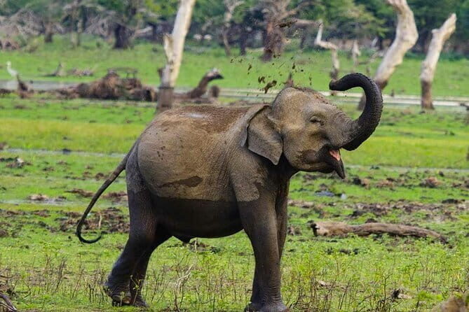 Yala National Park Private Jeep Safari From Colombo & Negombo - What to Expect During the Safari