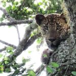 Yala National Park | Private Safari - A Closer Look at the Yala Safari Experience