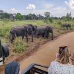 Yala National Park Private Safari from Ella - A Closer Look at the Yala Safari Experience