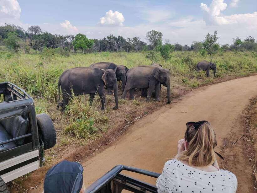 Yala National Park Private Safari from Ella - A Closer Look at the Yala Safari Experience