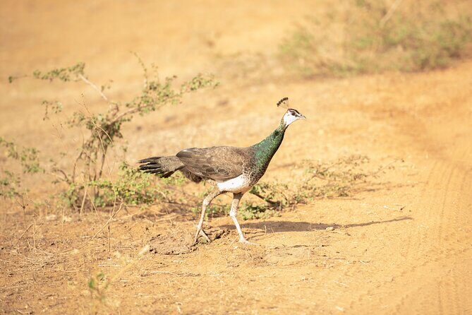 Yala National Park Private Safari Tour - Summary: Why Choose the Yala National Park Private Safari?