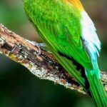 Yala National Park Safari 2 Options (7 hour & 12 hour) - A Closer Look at the Yala Safari Experience