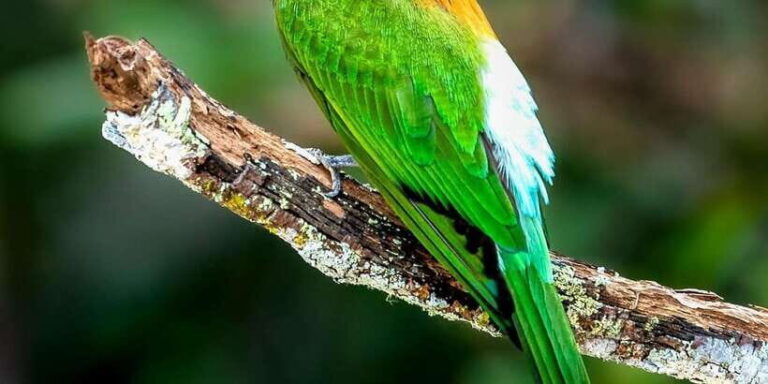 Yala National Park Safari 2 Options (7 hour & 12 hour) - A Closer Look at the Yala Safari Experience