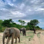 Yala National Park Safari : 7 hour Safari with Breakfast - A Deep Dive into the Yala Safari Experience