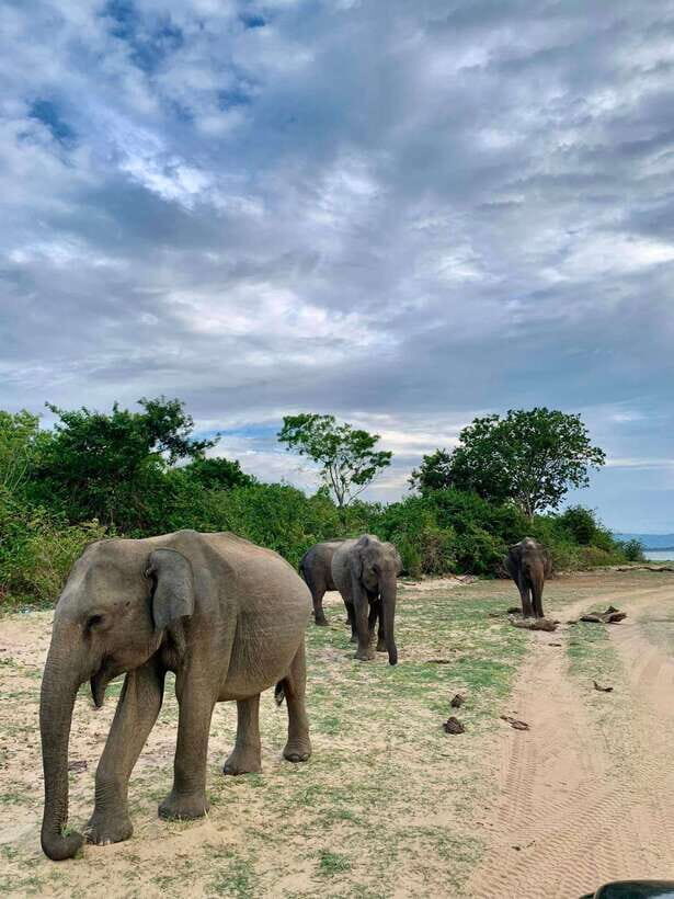 Yala National Park Safari : 7 hour Safari with Breakfast - A Deep Dive into the Yala Safari Experience