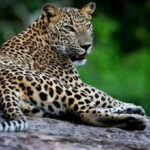 Yala National Park: Safari Experience at Dawn or Dusk - What to Expect on the Tour