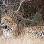 Yala National Park Safari from Ella - Who Should Consider This Tour?