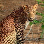 Yala National Park Safari from Ella - FAQ