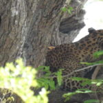 Yala National Park Safari from Ella (+ Jeep) - Introduction: What Makes This Safari Stand Out?