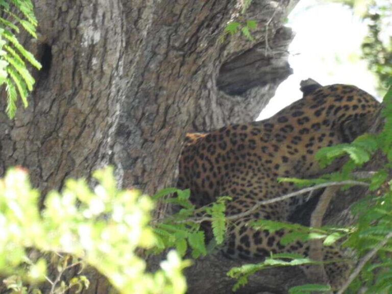 Yala National Park Safari from Ella (+ Jeep) - Introduction: What Makes This Safari Stand Out?