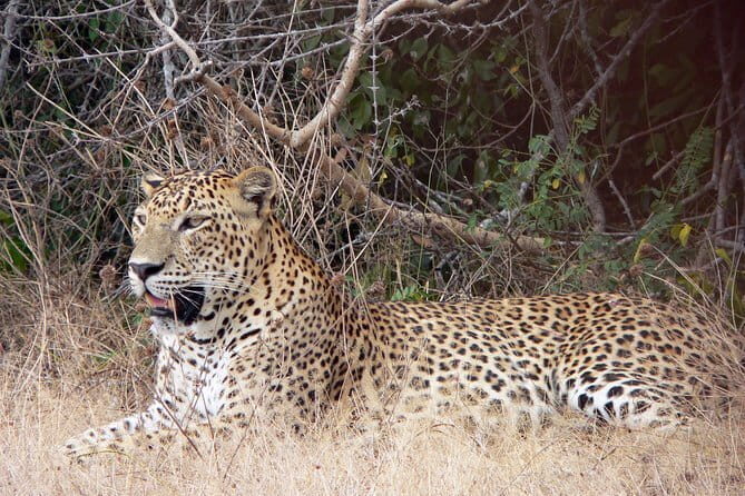 Yala National Park Safari from Ella - Who Should Consider This Tour?