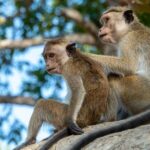 Yala National Park Safari from Galle - FAQ