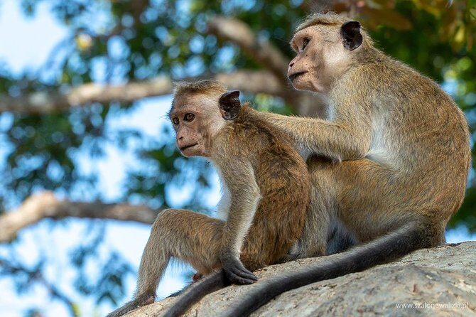 Yala National Park Safari from Galle - FAQ